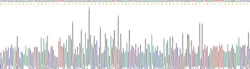 Recombinant Interleukin 4 (IL4)