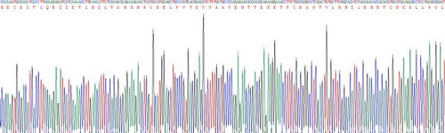 Recombinant Interleukin 4 (IL4)