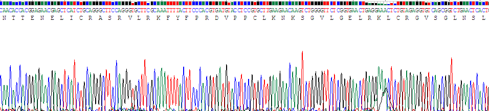 Recombinant Interleukin 4 (IL4)