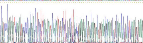 Recombinant Interleukin 6 (IL6)