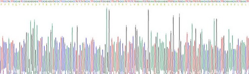 Recombinant Interleukin 6 (IL6)