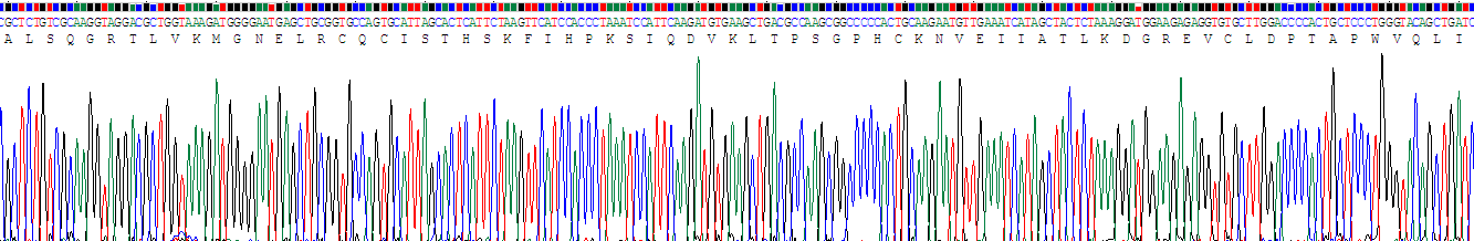 Recombinant Interleukin 8 (IL8)