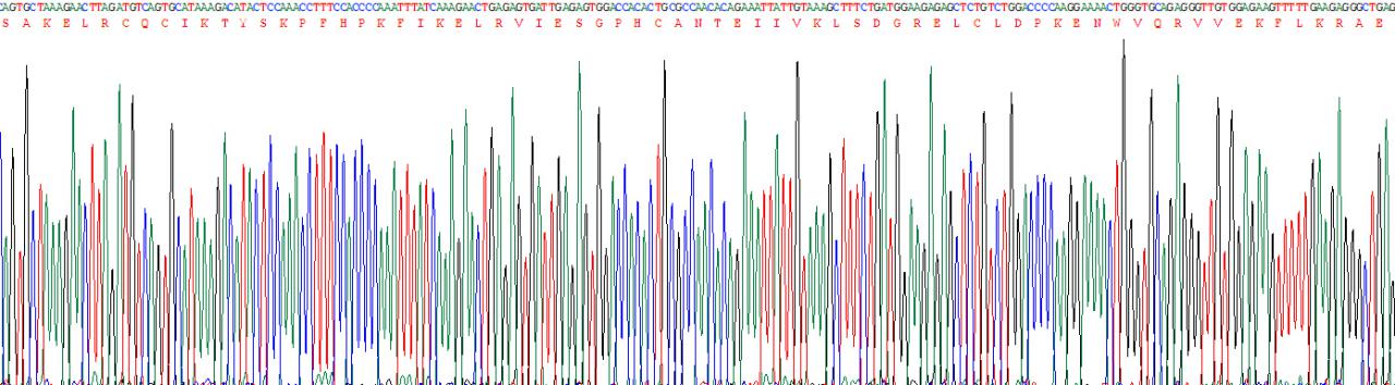 Recombinant Interleukin 8 (IL8)