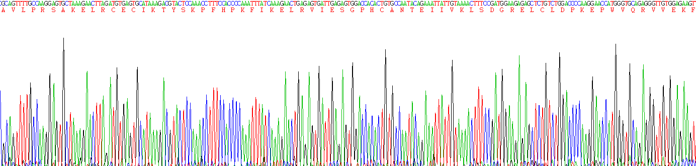 Recombinant Interleukin 8 (IL8)