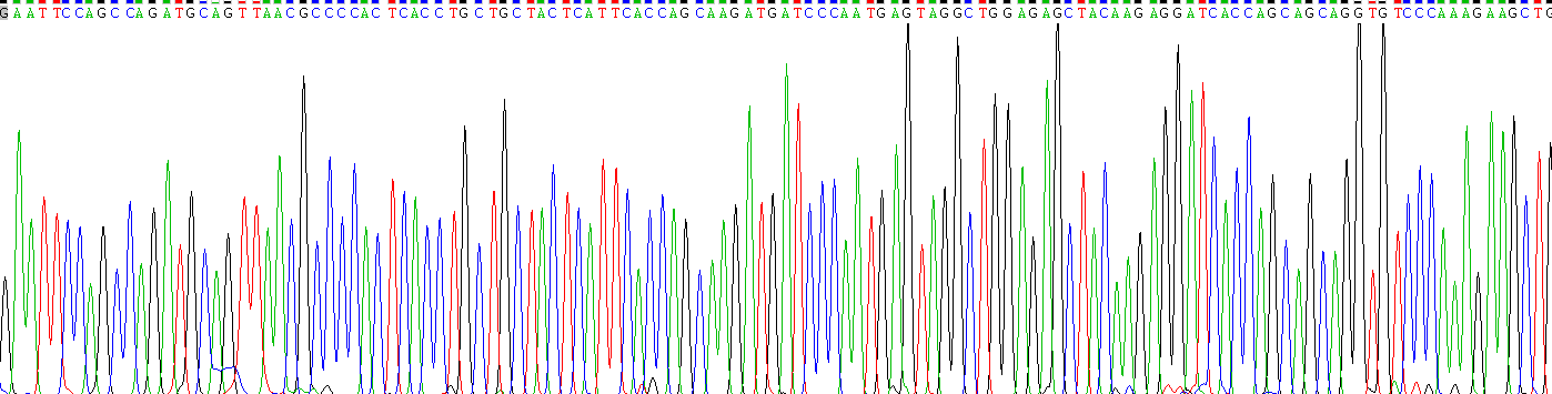 Recombinant Monocyte Chemotactic Protein 1 (MCP1)