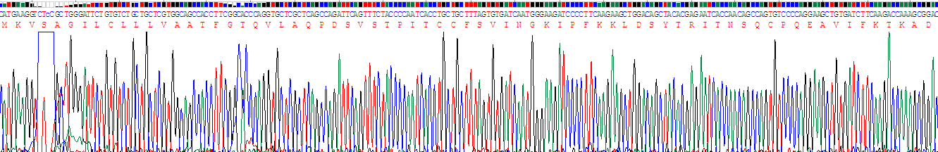 Recombinant Monocyte Chemotactic Protein 2 (MCP2)