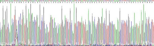 Recombinant Colony Stimulating Factor 1, Macrophage (MCSF)