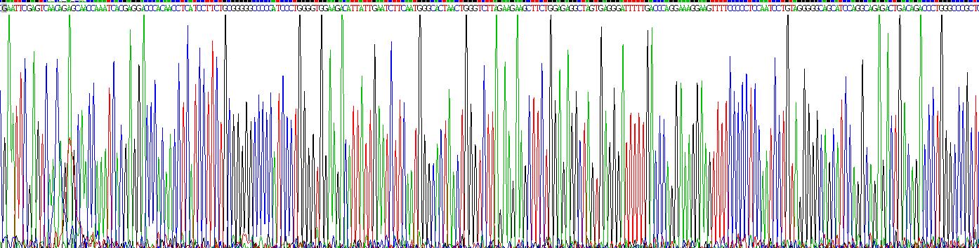 Recombinant Colony Stimulating Factor 1, Macrophage (MCSF)