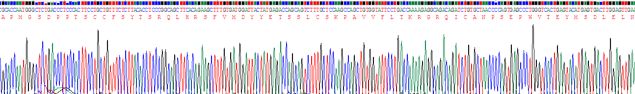 Recombinant Macrophage Inflammatory Protein 1 Beta (MIP1b)