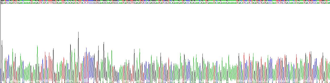 Recombinant Protein SCAF11 (SCAF11)