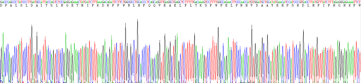 Recombinant Matrix Metalloproteinase 13 (MMP13)