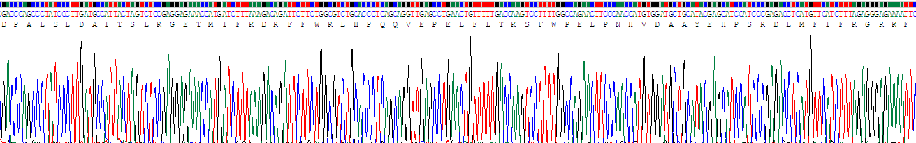 Recombinant Matrix Metalloproteinase 13 (MMP13)