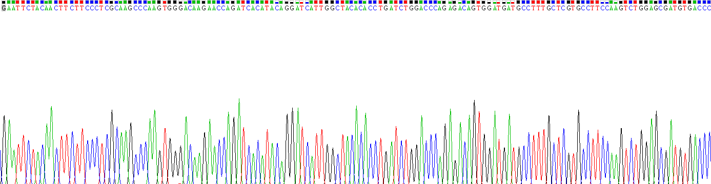 Recombinant Matrix Metalloproteinase 2 (MMP2)