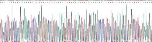 Recombinant Matrix Metalloproteinase 3 (MMP3)