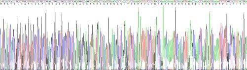 Recombinant Matrix Metalloproteinase 7 (MMP7)