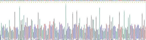 Recombinant Nerve Growth Factor (NGF)