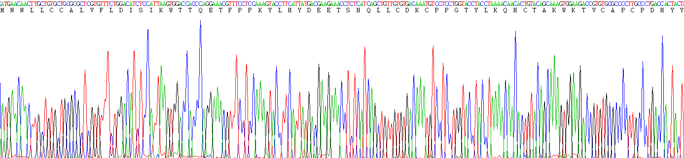 Recombinant Osteoprotegerin (OPG)