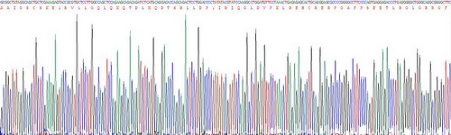 Recombinant Oncostatin M (OSM)