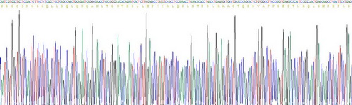 Recombinant Oncostatin M (OSM)