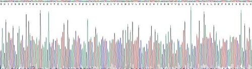 Recombinant Stem Cell Factor (SCF)