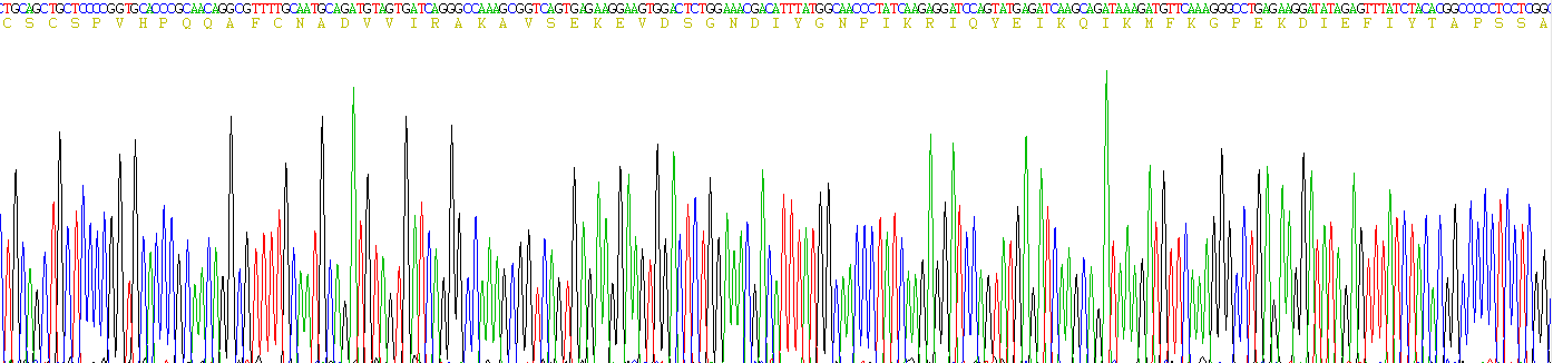 Recombinant Tissue Inhibitors Of Metalloproteinase 2 (TIMP2)