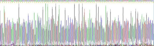 Recombinant Tumor Necrosis Factor Alpha (TNFa)