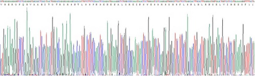 Recombinant Tumor Necrosis Factor Related Apoptosis Inducing Ligand (TRAIL)