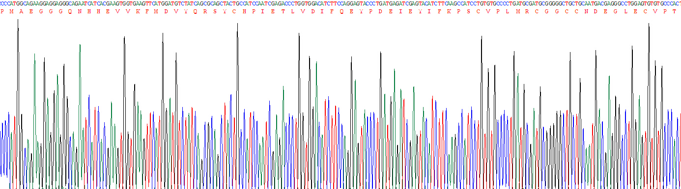 Recombinant Vascular Endothelial Growth Factor A (VEGFA)