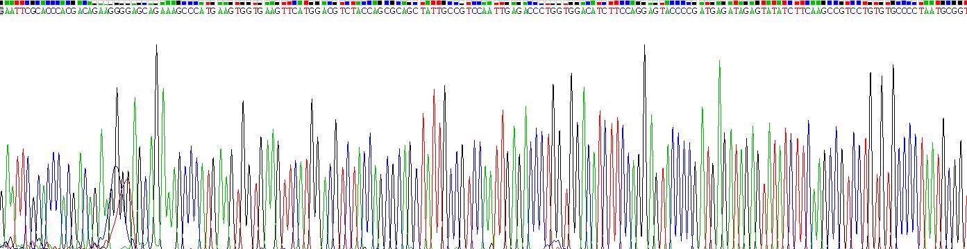 Recombinant Vascular Endothelial Growth Factor A (VEGFA)