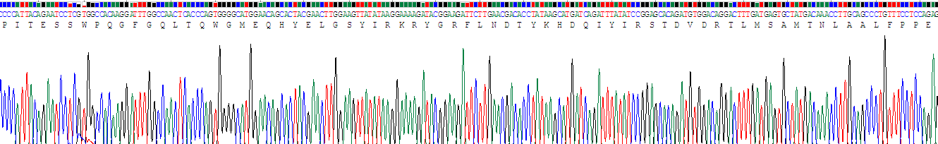 Recombinant Prostatic Acid Phosphatase (PAP)