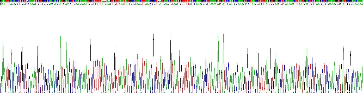 Recombinant Staphylococcal Protein A (SPA)