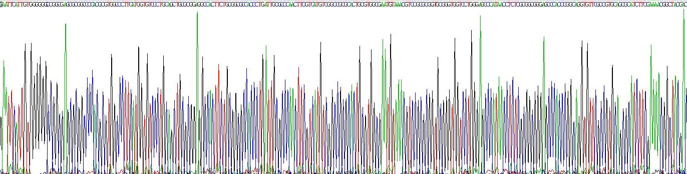 Recombinant Neutrophil Elastase (NE)