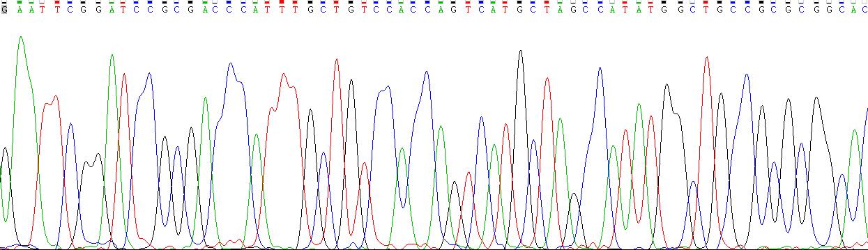 Recombinant Neutrophil Elastase (NE)