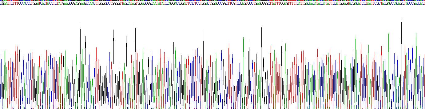 Recombinant Laminin Beta 1 (LAMb1)