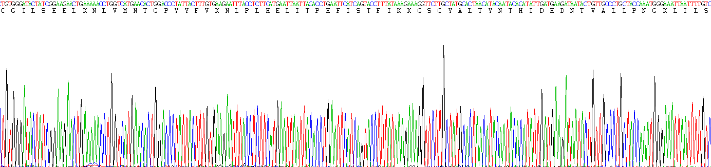 Recombinant Ribonuclease P (RNASEP)