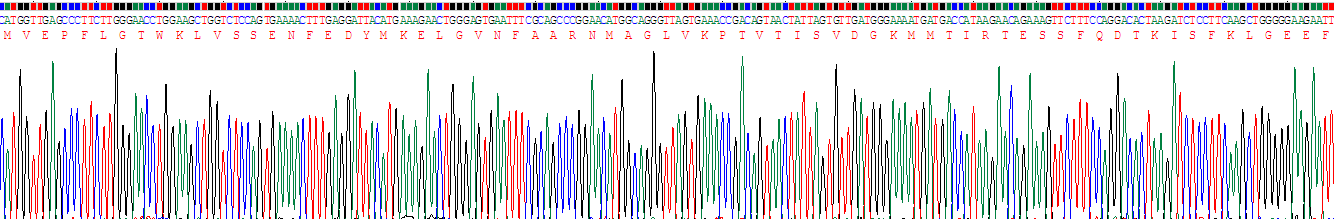 Recombinant Fatty Acid Binding Protein 9, Testis (FABP9)