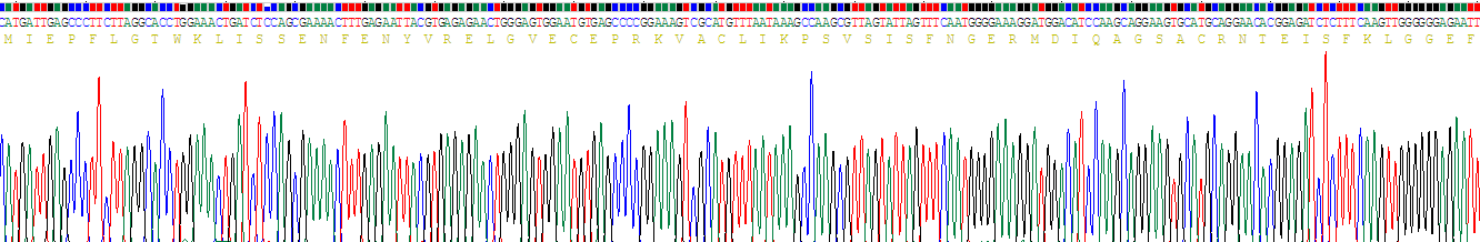 Recombinant Fatty Acid Binding Protein 9, Testis (FABP9)