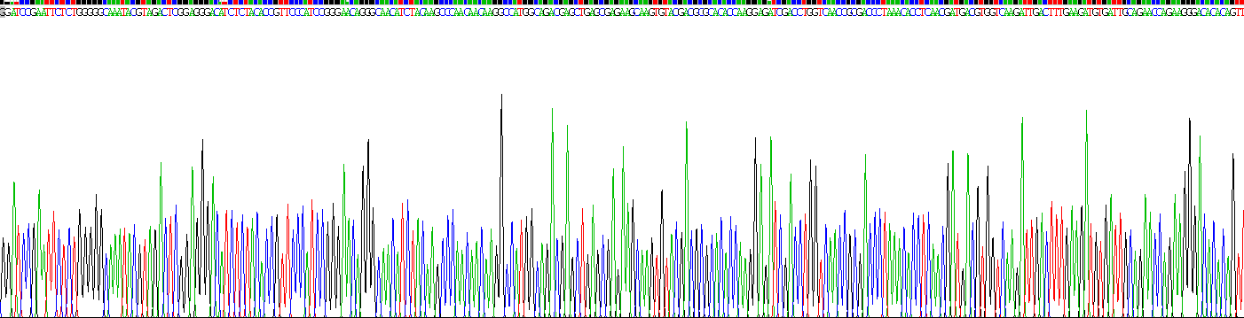 Recombinant Caveolin 1 (CAV1)