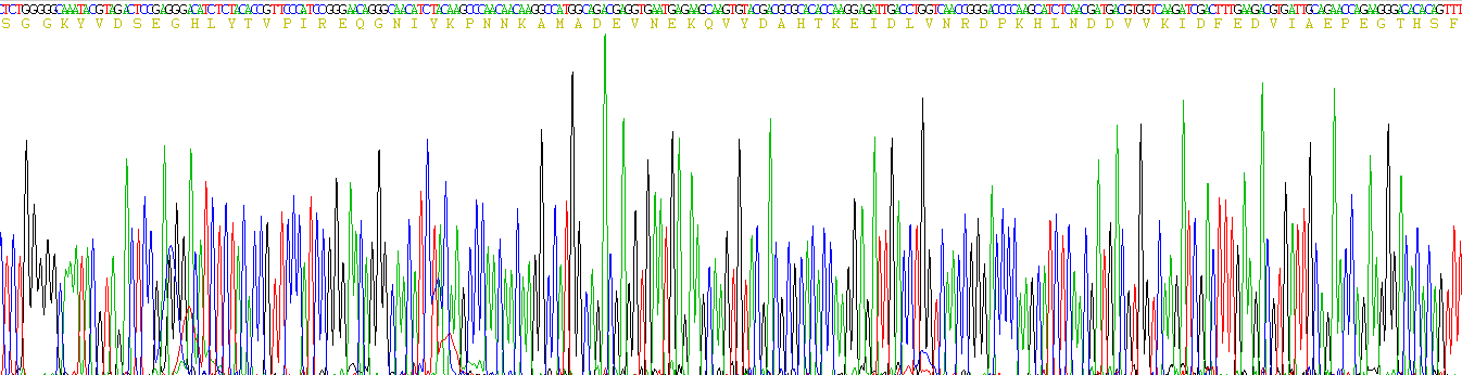 Recombinant Caveolin 1 (CAV1)