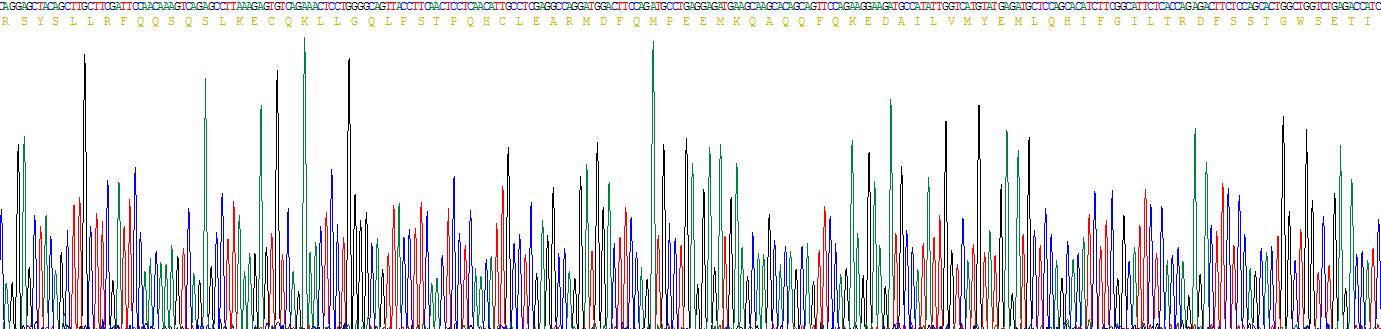 Recombinant Interferon Beta (IFNb)