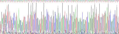 Recombinant Interferon Beta (IFNb)