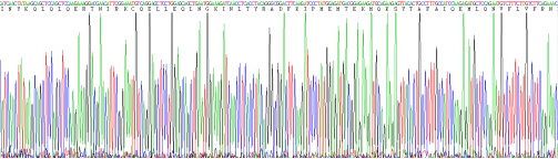 Recombinant Interferon Beta (IFNb)