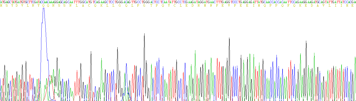 Recombinant Interferon Beta (IFNb)