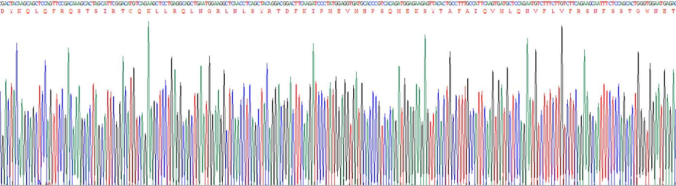 Recombinant Interferon Beta (IFNb)