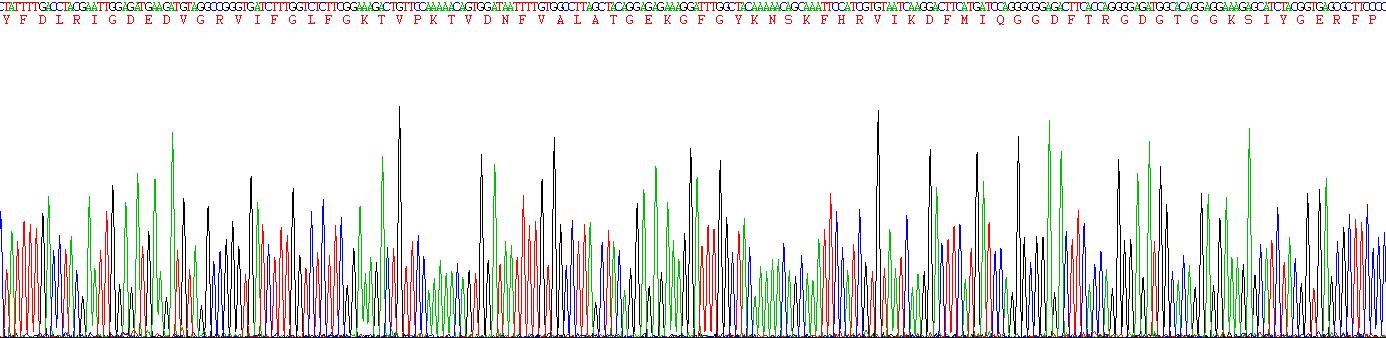 Recombinant Cyclophilin B (CYPB)