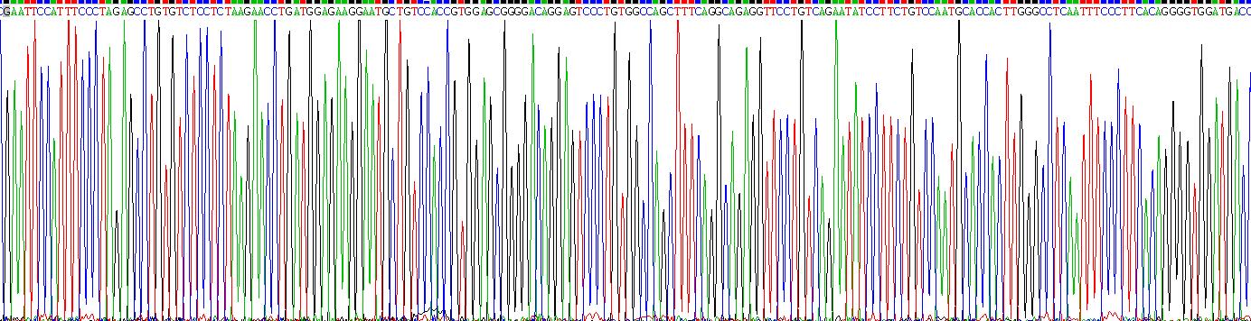 Recombinant Tyrosinase (TYR)