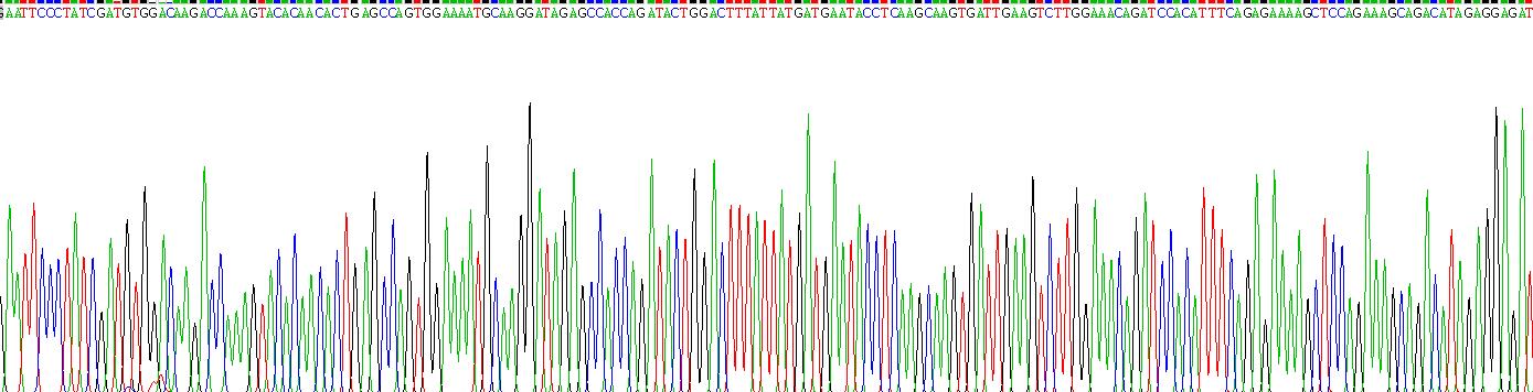 Recombinant Nesfatin 1 (NES1)