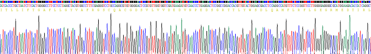 Recombinant Transferrin Receptor 2 (TFR2)