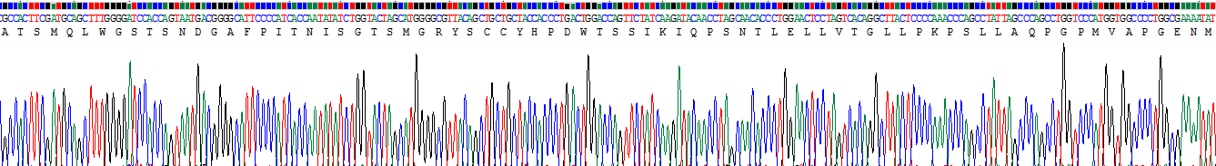 Recombinant Immunoglobulin superfamily, member 1 (IGSF1)