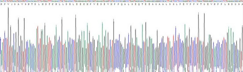 Recombinant Natriuretic Peptide Precursor A (NPPA)